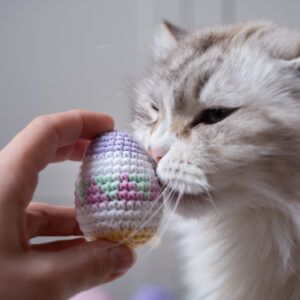 jajko dla kota pisanka z kocimiętką