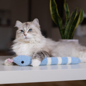 wielki Boa Kopacz Błękitno-kremowy