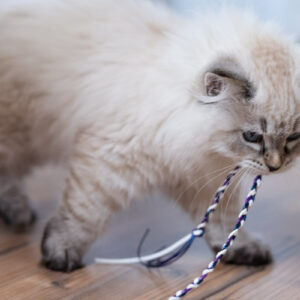 wędka dla kota długa sznurki fiolet